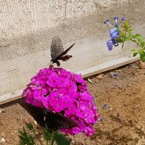 Meet your Posher, Liz